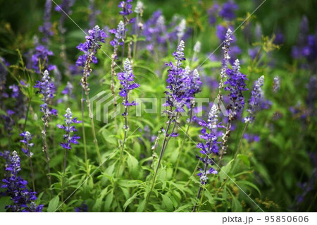 ブルーサルビア 青紫色の花 ブルーサルビア 青紫色の花 95850606