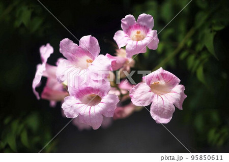 優しげに咲く、ピンクノウゼンカズラの花 95850611