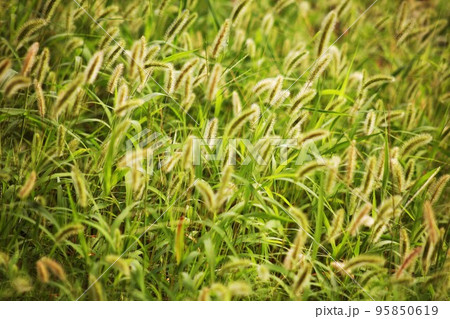 初秋の草むら　エノコログサとメヒシバの花 95850619