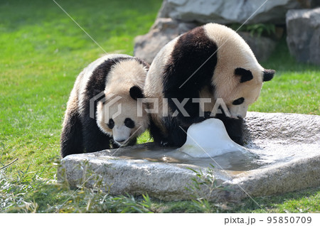 仲良くじゃれあう桜浜・桃浜 95850709