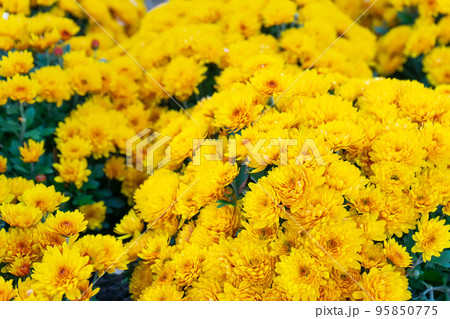 Fresh bright yellow chrysanthemums bushes in autumn garden Fresh bright yellow chrysanthemums bushes in autumn garden 95850775