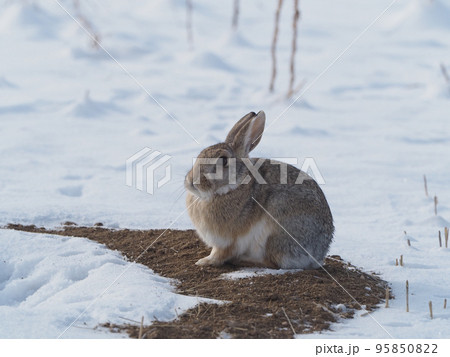 雪解けした土の上にふっくらとして姿で座るワタオウサギ 95850822
