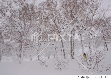 北海道バックカントリー 雪の森をゆく 北海道バックカントリー 雪の森をゆく 95851012