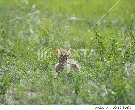 春の草原で耳が光っているように見えるワタオウサギ 95851039