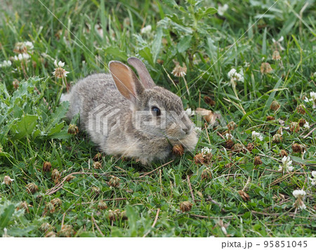 シロツメクサの草原で休んでいる子ウサギ 95851045