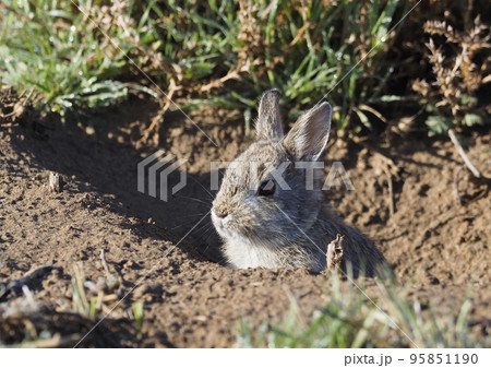 プレーリードッグの巣穴から姿を出す可愛い子ウサギ 95851190