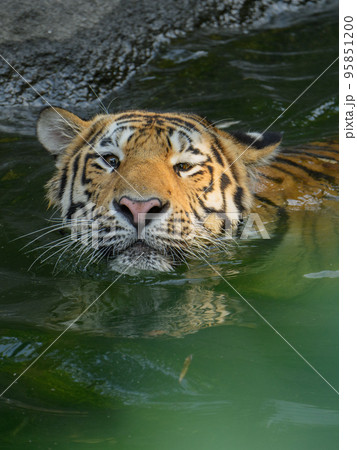 優雅に泳ぐアムールトラの子 優雅に泳ぐアムールトラの子 95851200