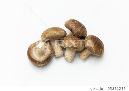 椎茸 椎茸 95851235