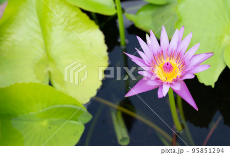 Beautiful blooming Nymphaea lotus flower with leaves, Water lily pot Beautiful blooming Nymphaea lotus flower with leaves, Water lily pot 95851294