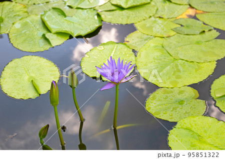 Nymphaea lotus flower with leaves, Beautiful blooming water lily Nymphaea lotus flower with leaves, Beautiful blooming water lily 95851322