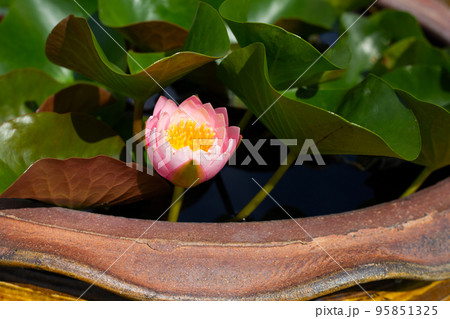 Nymphaea lotus flower with leaves, Beautiful blooming water lily Nymphaea lotus flower with leaves, Beautiful blooming water lily 95851325
