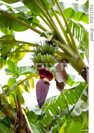 Bunch of banana blossom on banana tree Bunch of banana blossom on banana tree 95851763