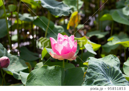 Pink lotus flower blooming in pond with green leaves Pink lotus flower blooming in pond with green leaves 95851853