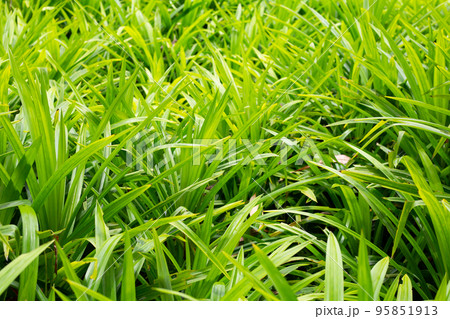 Green pandan leaves in the garden. Green pandan leaves in the garden. 95851913