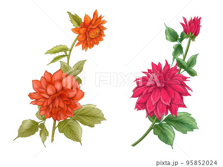 Dahlias flowers, outline Vector illustration.  95852024