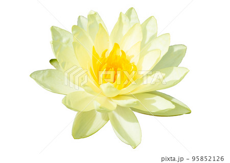 Beautiful blooming Nymphaea lotus. Yellow flower Beautiful blooming Nymphaea lotus. Yellow flower 95852126