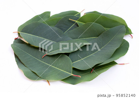 Eucalyptus leaves on white background. Eucalyptus leaves on white background. 95852140