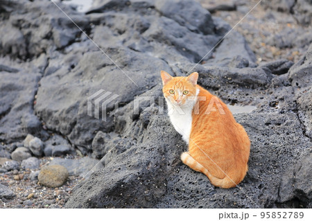 自然 猫 きれい 95852789