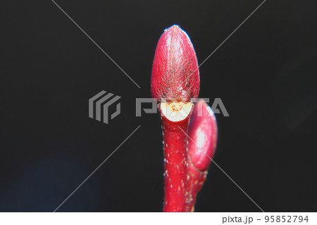 ネジキの冬芽と葉痕 ネジキの冬芽と葉痕 95852794