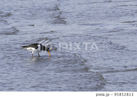 ミヤコドリ 95852813