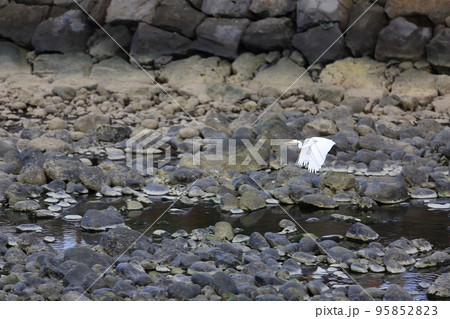 自然 野鳥 野生動物 95852823