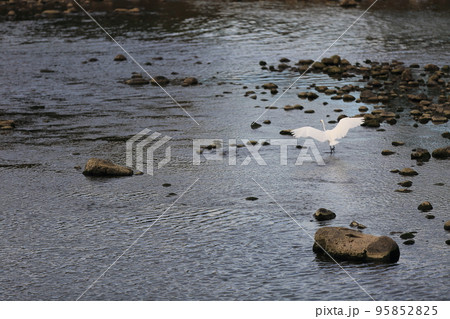 自然 野鳥 野生動物 95852825