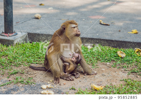 A macaca monkey, Khao Toh Sae Viewpoint on the Highest Hill in Phuket, Thailand 95852885