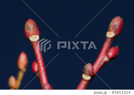 ネジキの冬芽と葉痕 ネジキの冬芽と葉痕 95853324