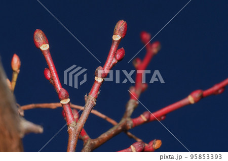 ネジキの冬芽と葉痕 95853393