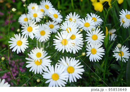 恋占いの花マーガレット-3 95853649