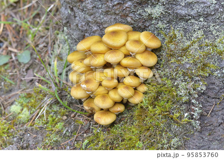 ナラタケ 95853760