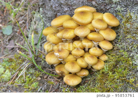 ナラタケ 95853761