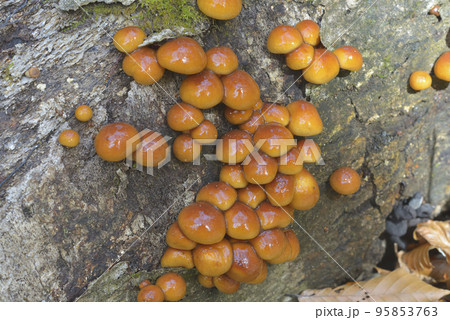 ナメコ ナメコ 95853763