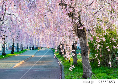 福島県 満開の日中線しだれ桜並木 95853853