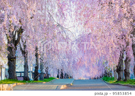 福島県 満開の日中線しだれ桜並木 95853854
