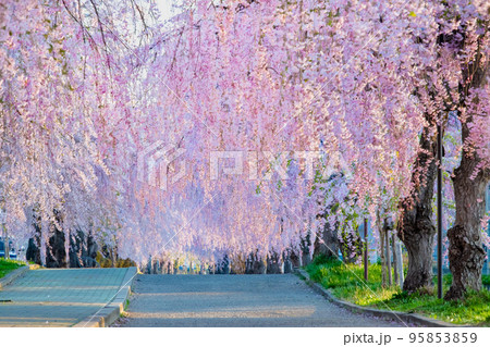 福島県 満開の日中線しだれ桜並木 95853859