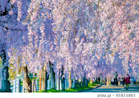福島県 満開の日中線しだれ桜並木 福島県 満開の日中線しだれ桜並木 95853863