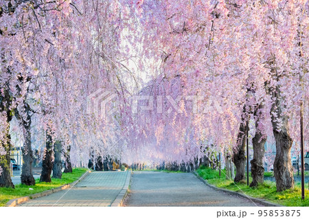 福島県 満開の日中線しだれ桜並木 95853875
