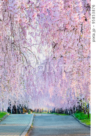 福島県 満開の日中線しだれ桜並木 福島県 満開の日中線しだれ桜並木 95853876