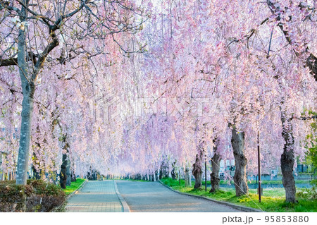 福島県 満開の日中線しだれ桜並木 95853880