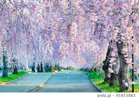 福島県 満開の日中線しだれ桜並木 福島県 満開の日中線しだれ桜並木 95853883