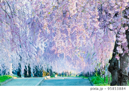 福島県 満開の日中線しだれ桜並木 95853884