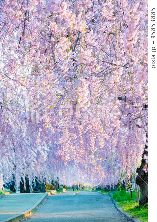 福島県 満開の日中線しだれ桜並木 福島県 満開の日中線しだれ桜並木 95853885
