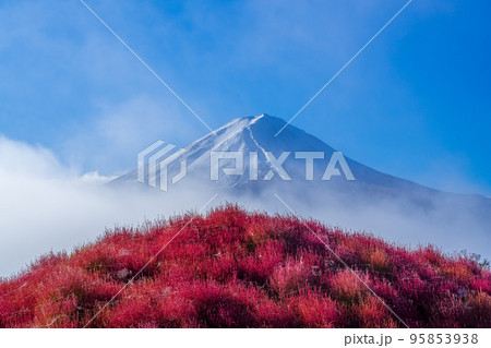霧立つ富士山と赤いコキア 95853938