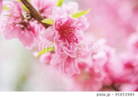 桃の花のクローズアップ 桃の花のクローズアップ 95853984