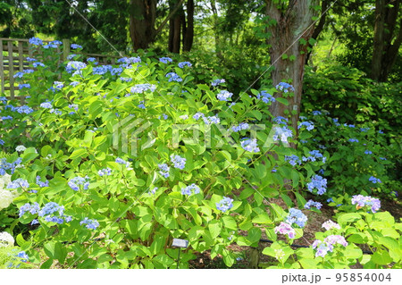 アジサイの花 95854004