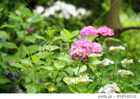 アジサイの花 アジサイの花 95854010