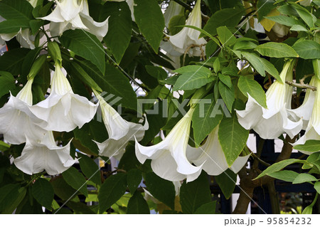 トランペットフラワー トランペットフラワー 95854232