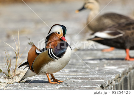 オシドリ 95854429