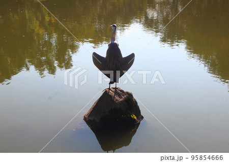 水辺のアオサギ 95854666